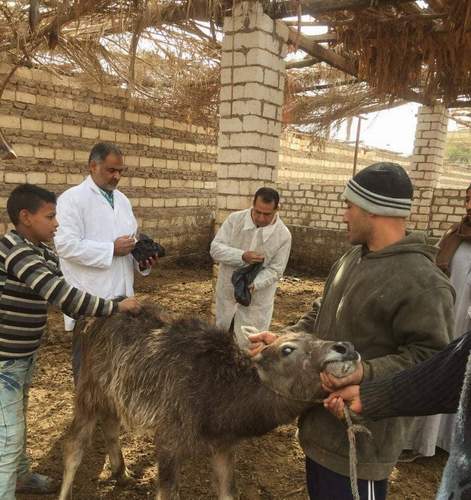 تحصين ٥٦٤٩٥ رأس ماشيه في الأسبوع الأول للحمله القوميه في المنيا