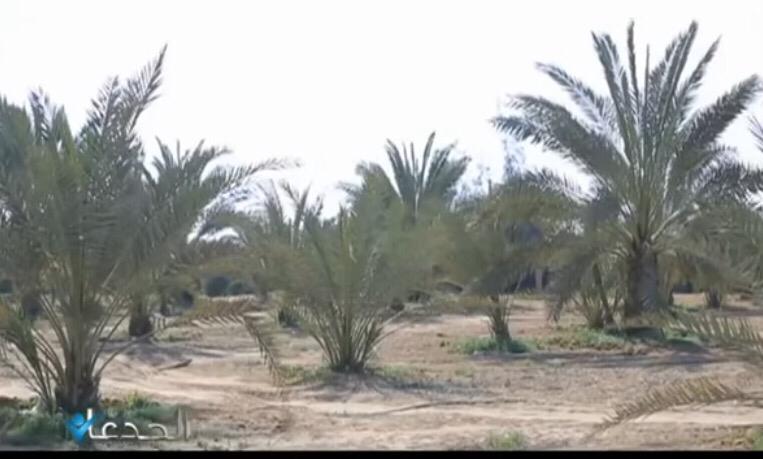 مصرى يصمم أكبر معمل لإنتاج أنسجة النخيل بأستثمارات 350 مليون جنيه بتكنولوجيا فرنسية