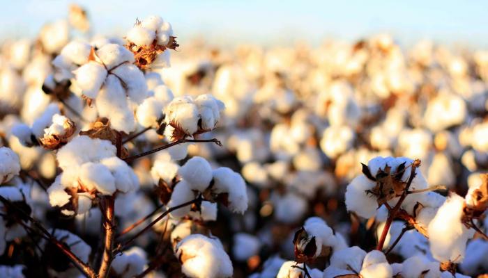 قطاع الأعمال: 3 شركات تشتري 3.2 ألف قنطار في أحدث مزاد للقطن