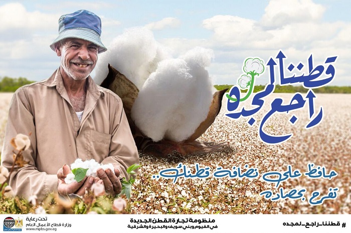  ارتفاع كميات القطن المباعة في المزادات حتى الآن لـ54.9 ألف قنطار في 4 محافظات