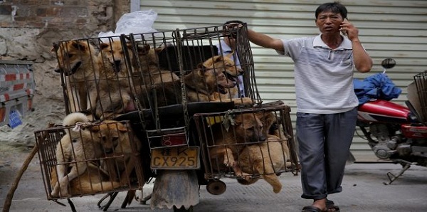 على خلفية كورونا، مدينة صينية تمنع أكل لحوم القطط والكلاب