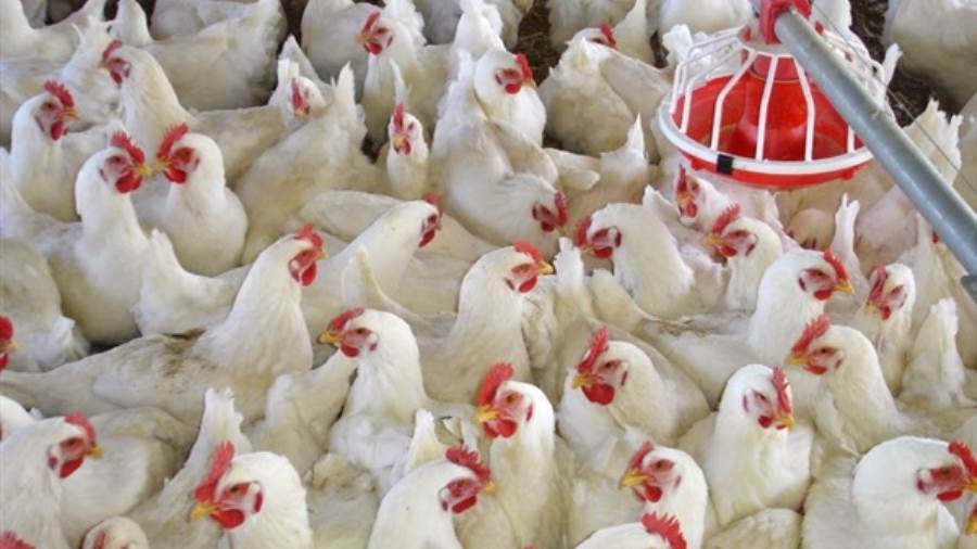 الغرف التجارية: 8 جنيهات تراجع في أسعار الدواجن 
