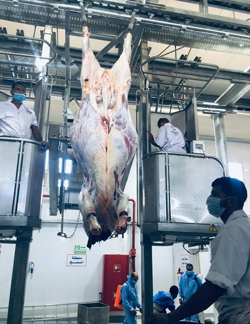 قطاع الأعمال: تشغيل تجريبي للمجزر الآلي التابع لشركة جنوب الوادي بتوشكى