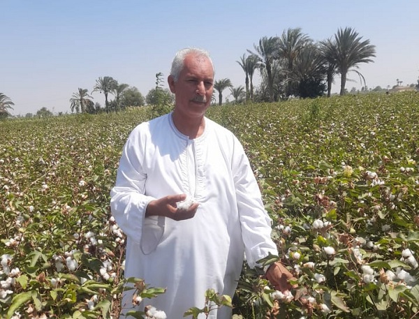 نقيب الفلاحين: 2021 القطن المصري أعلي مستوي بفضل توجيهات السيسي 