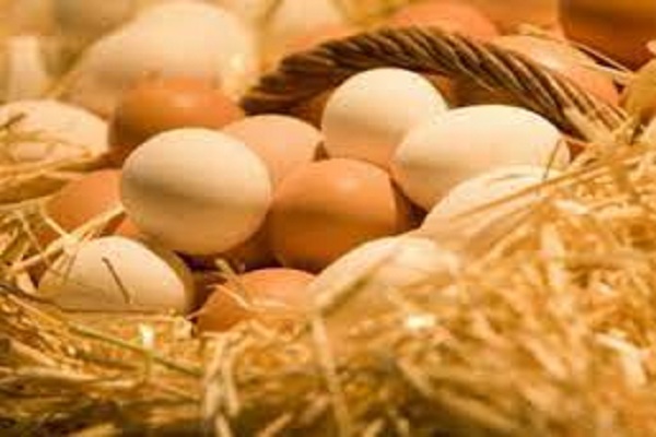 إرتفاع سعر البيض اليوم الأربعاء، تعرف على الأسعار 