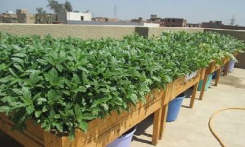 السوريون في الجيزة يحولون أسطح المنازل لزراعة منتجات غذائية وبيعها