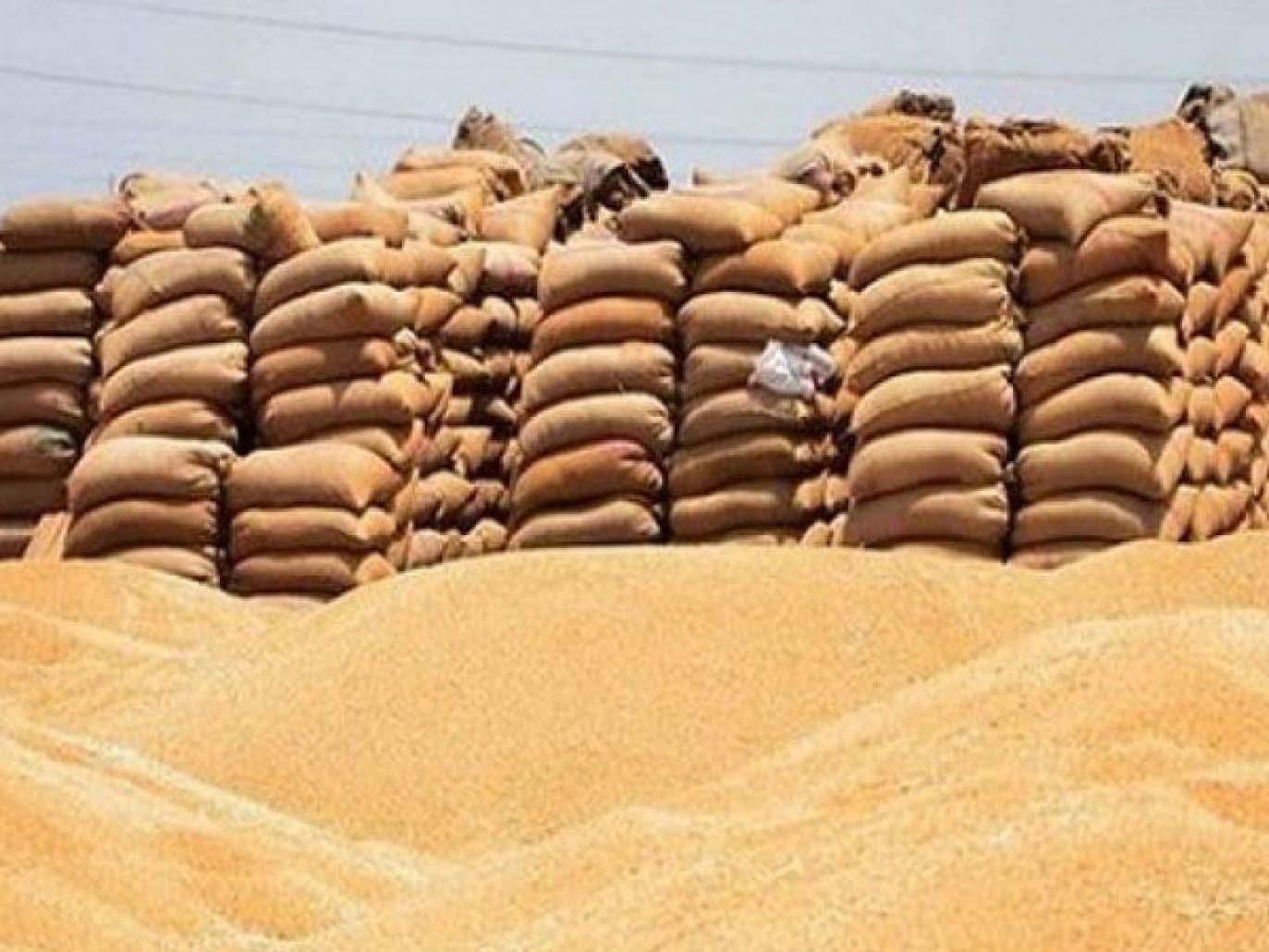 اختفاء القمح المصري في ظروف غامضة واستلام 3.9 مليون طن من توقعات بين 6 و10 ملايين