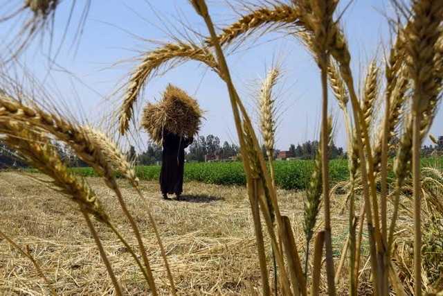 سفراء دول السبع الكبرى: نتعاون مع مصر لمواجهة أزمة القمح 