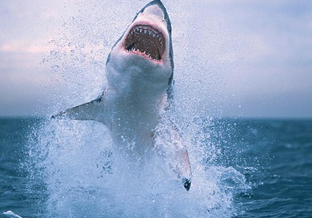 إجراءات وتعليمات لفنادق البحر الأحمر وجنوب سيناء لمنع هجوم سمك القرش