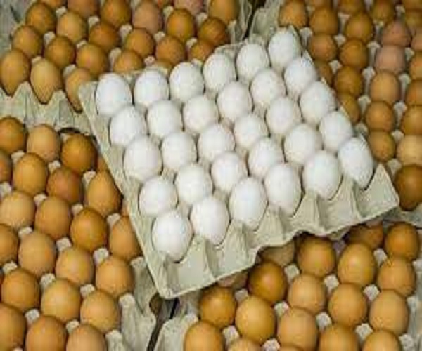 المزارع ترفع أسعار البيض اليوم الجمعة، ووزارة الزراعة تقدمه بتخفيض 25%