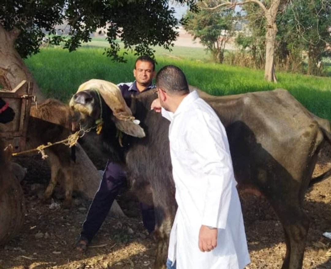 محافظ الجيزة يعلن انطلاق الحملة القومية لحماية الثروة الحيوانية بمراكز وقرى المحافظة
