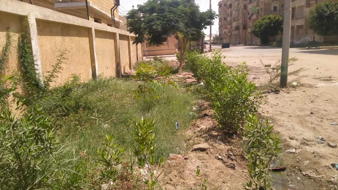 زراعة أشجار مثمرة وأخرى للزينة بمراكز المنيا ضمن مبادرة 