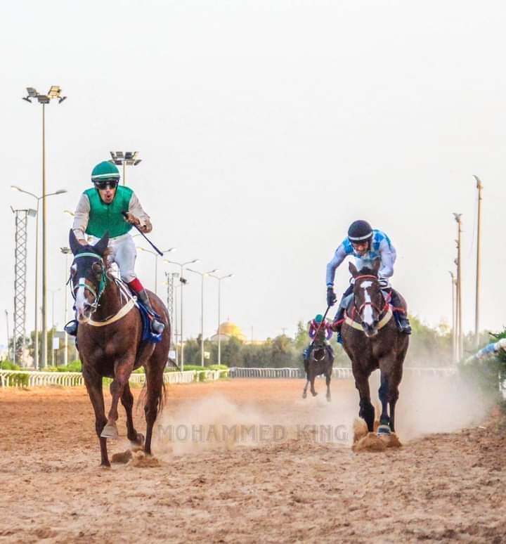 مصر تستضيف السبت سلسلة سباقات كأس رئيس الإمارات للخيول العربية

