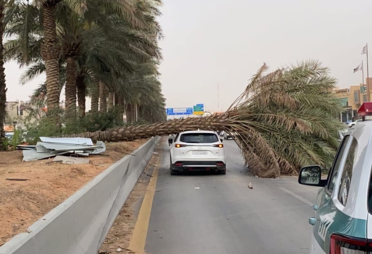 سقوط نخلة على سيارة يؤدي إلى وفاة وإصابة 4 أشخاص في المنيا

