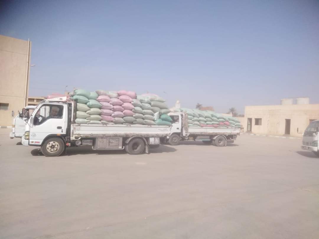 توريد 22 ألف طن من محصول القمح بالشون والصوامع الحكومية بمراكز المنيا