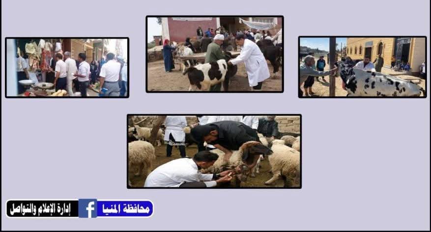 اليوم الأحد.. انطلاق الحملة القومية للتحصين ضد الجلد العقدي في الأبقار وجدري الأغنام والماعز بالمنيا