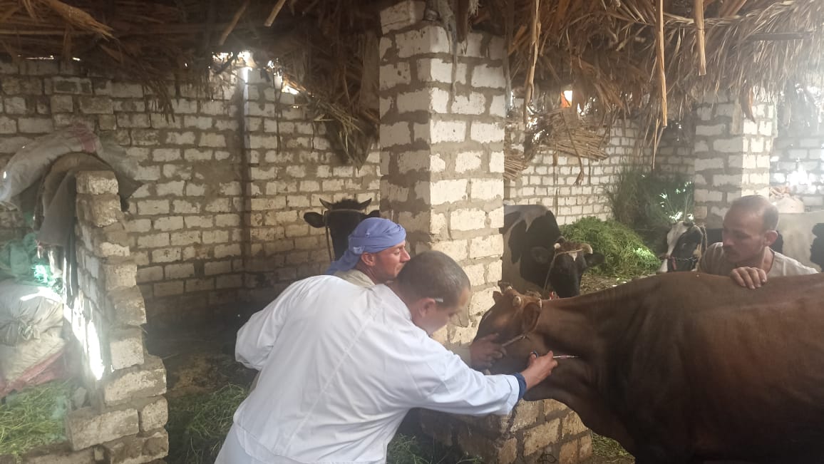 تحصين 167 ألف رأس ماشية ضمن الحملة القومية ضد حمى الوادي المتصدع والحمى القلاعية بالمنيا