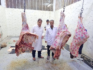 الكشف على اللحوم فى محلات الجزارة والمدن الجامعية بالاقصر 

