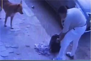 الحبس 6 أشهر لمتهم بتسميم كلاب «حدائق الأهرام»