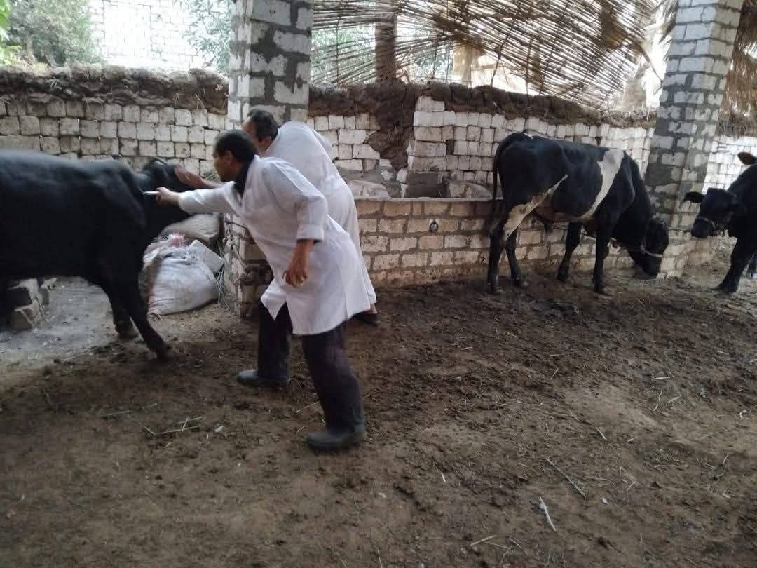 تحصين أكثر من 68 ألف رأس ماشية ضمن الحملة القومية ضد الحمى القلاعية بالمنيا