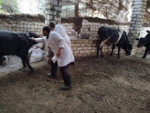 تحصين أكثر من 68 ألف رأس ماشية ضمن الحملة القومية ضد الحمى القلاعية بالمنيا