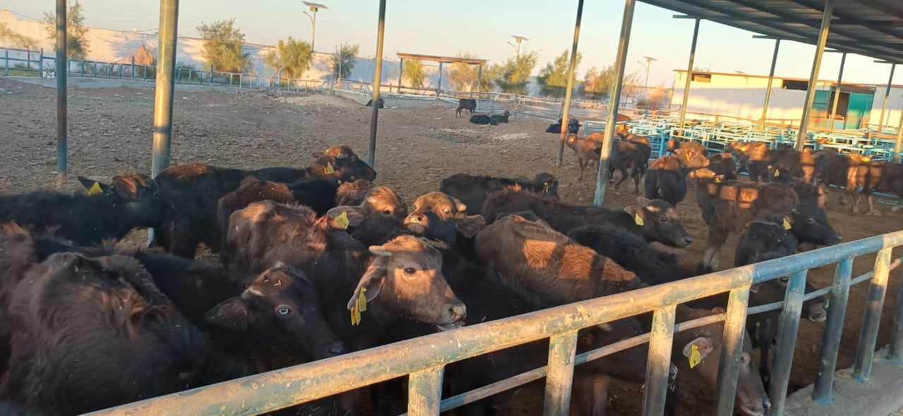 بيطري المنيا: تحصين 215 ألف رأس ماشية ضمن حملة الحمى القلاعية وحمى الوادي المتصدع