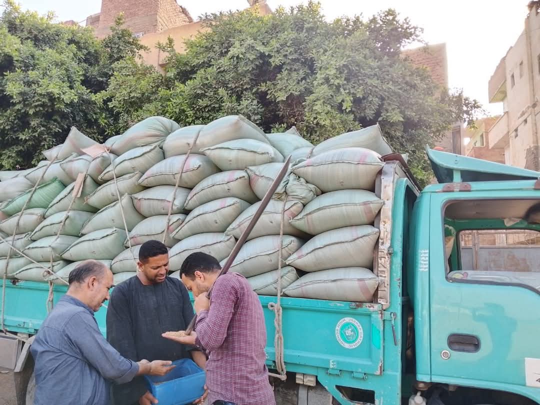 شون وصوامع محافظة المنيا تستقبل 266 ألف طن من القمح ضمن موسم توريد 2025