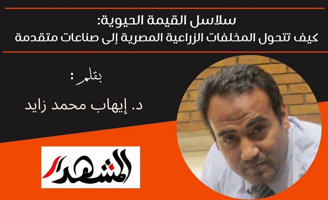 سلاسل القيمة الحيوية: كيف تتحول المخلفات الزراعية المصرية إلى صناعات متقدمة 

