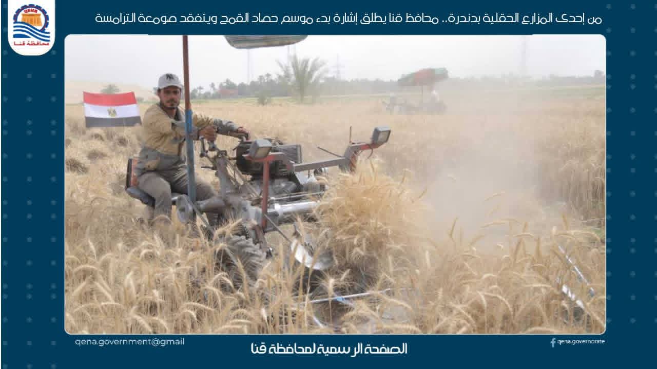  بدء موسم حصاد القمح بمحافظة قنا 

