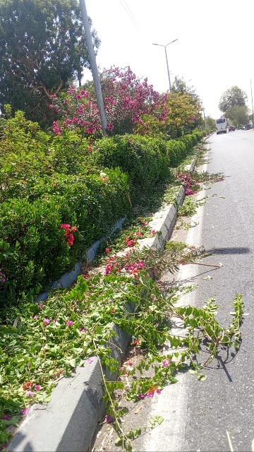  حملات لتجميل المسطحات الخضراء بمدينة الأقصر 

