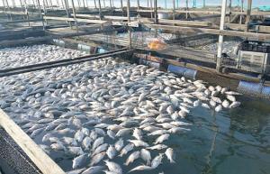 لأول مرة.. إدراج مصر ضمن قائمة الدول المصرح لها بتصدير منتجات الاستزراع السمكي للاتحاد الأوروبي

