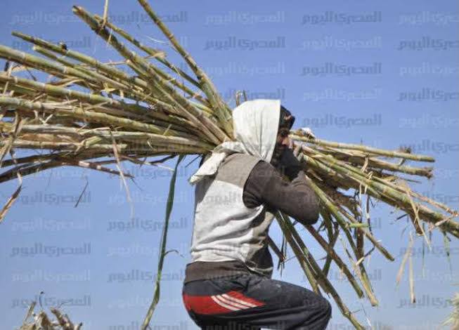 تأخر صرف مستحقات مزارعي القصب بقنا رغم وعد سابق لوزير التموين