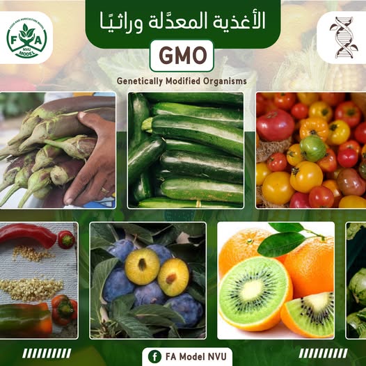 هل يأكل المصريون بجودة أقل مما يُصدَّر؟ | ملف تحليلي عن الغذاء والهندسة الوراثية والرقابة في مصر