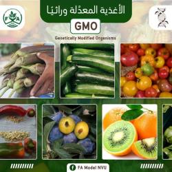 هل يأكل المصريون بجودة أقل مما يُصدَّر؟ | ملف تحليلي عن الغذاء والهندسة الوراثية والرقابة في مصر