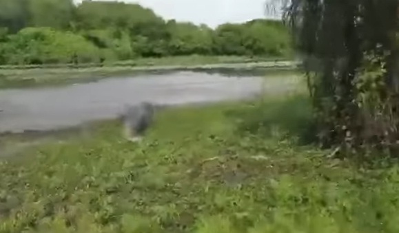 بالفيديو اصطادوا سمكة كبيرة فطاردهم عليها تمساح والتهمها