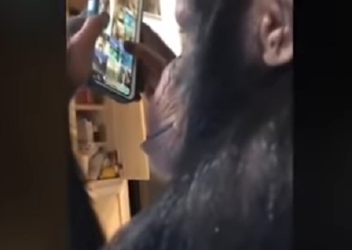 بالفيديو شمبانزي يتصفح 