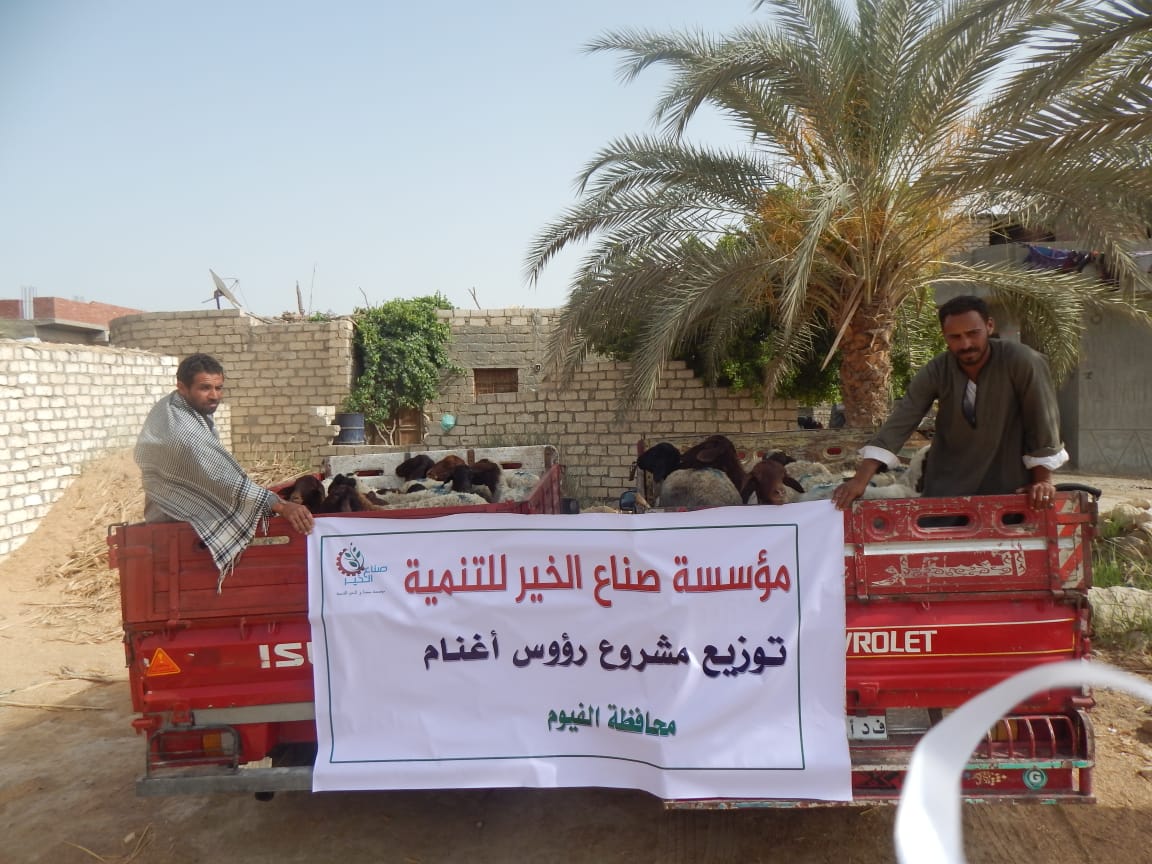 صناع الخير تطلق قافلة مساعدات لتوزيع رءوس أغنام لغير القادرين