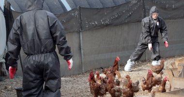 فيتنام تعلن رصد فيروس إنفلونزا الطيور H5N6 شديد العدوى 

