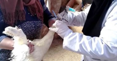 تحصين 64300 طائر ضد إنفلونزا الطيور ويحرر 110 محضر