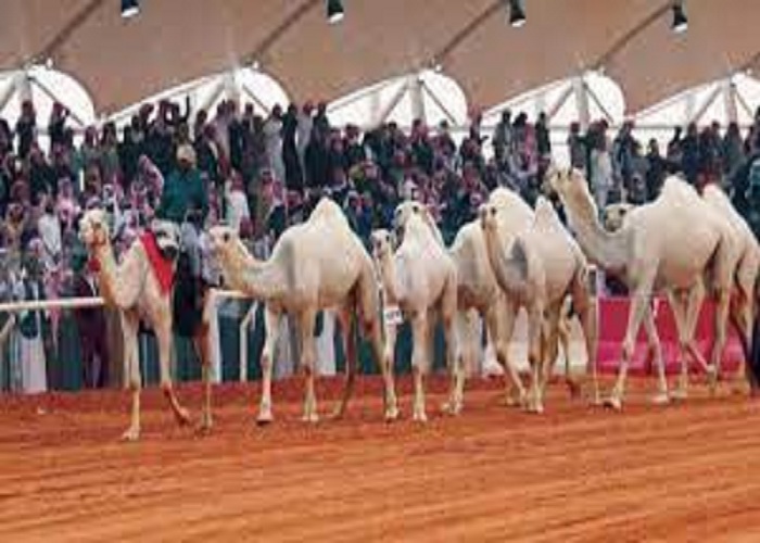 مهرجان الإبل في السعودية يستبعد أكثر من 40 جملا خضعت للتجميل وحقن البوتوكس