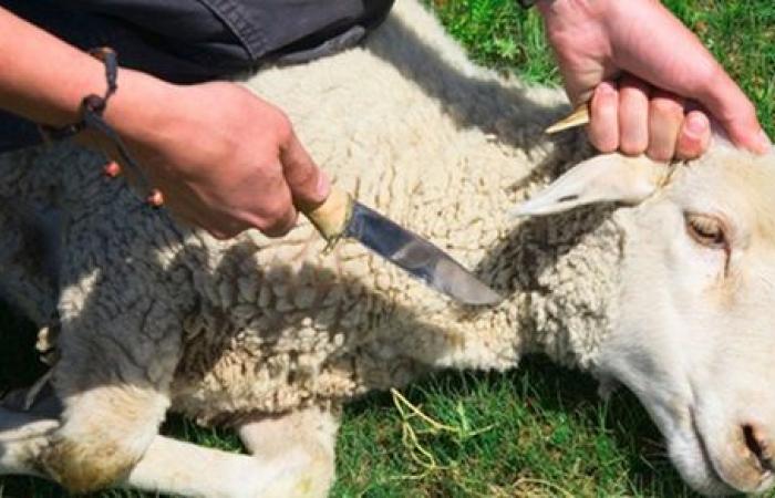 ما حكم ذبيحة رجب وهي ما تسمى بالعتيرة؟.. الإفتاء تجيب