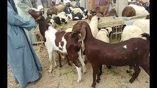 السبت ...بدء الحملة القومية للتحصين ضد مرض الجلد العقدي وجدري الأغنام بالمنيا