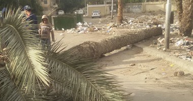 مصرع شاب سقطت به نخلة أثناء جمع البلح فى كرداسة