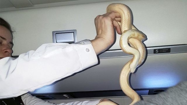 اكتشاف ثعبان متسلل خلال رحلة طيران يثير الهلع  