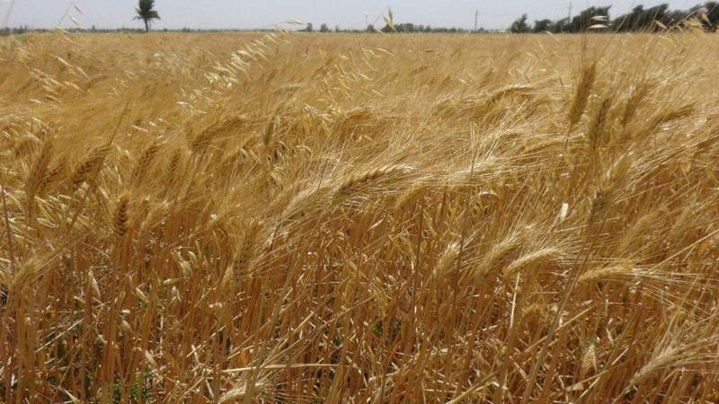 بدء موسم حصاد القمح بمركز التجارب والبحوث الزراعية بجامعة المنيا