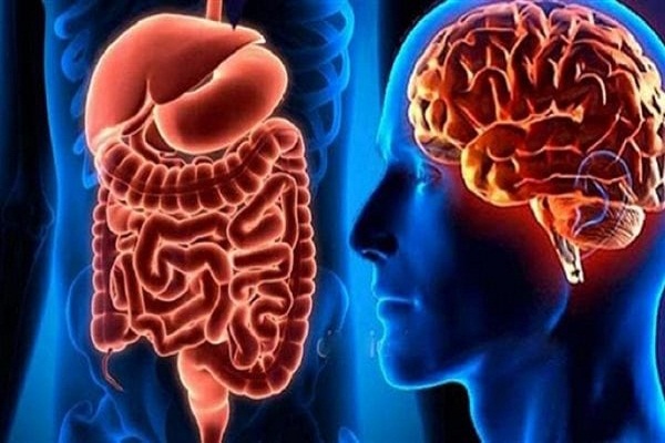 دراسات تؤكد علاقة بكتيريا الأمعاء بأمراض الدماغ، فماذا كشفت الدراسات