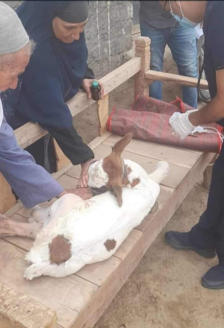 بيطري المنيا: تقديم الخدمات البيطرية لـ 918 رأس ماشية خلال قافلة بيطرية مجانية بقرية منشأة دعبس بمركز أبوقرقاص