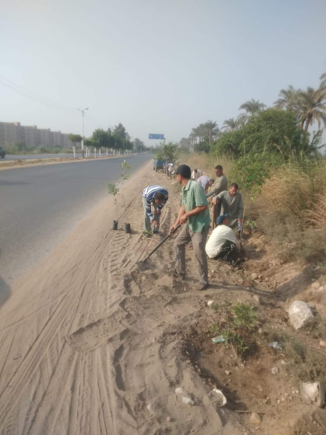 زراعة 92 شجرة مثمرة وأخرى للزينة بالطريق مصر أسوان الزراعي بمركز مطاي بالمنيا
