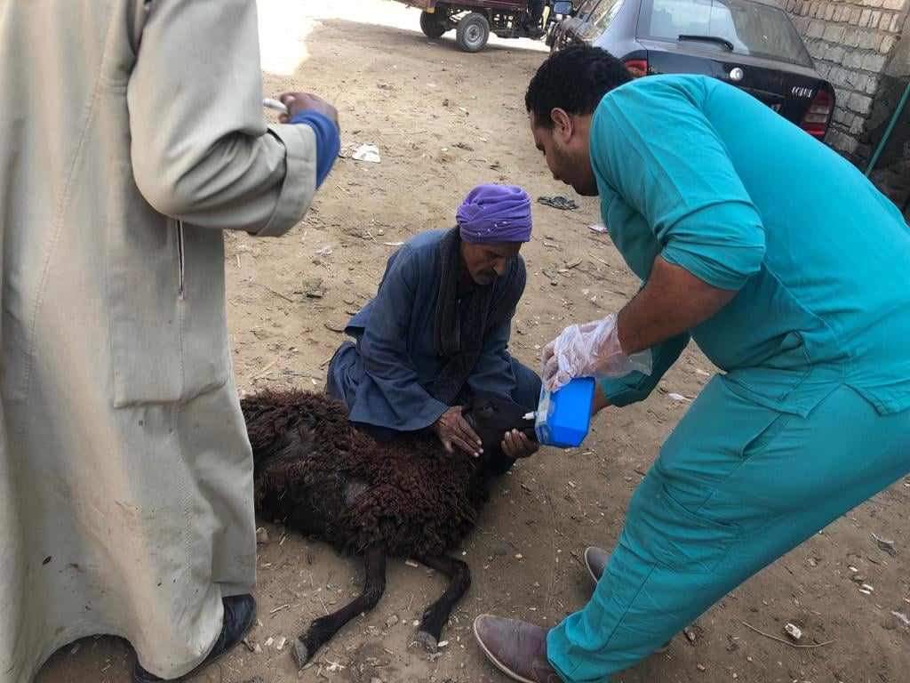 قافلة بيطرية علاجية مجانية بـ 5 قري في مركز أبوقرقاص بالمنيا