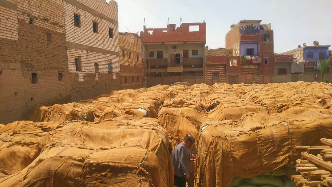 توريد 309 ألف طن من محصول القمح بالشون والصوامع بالمنيا